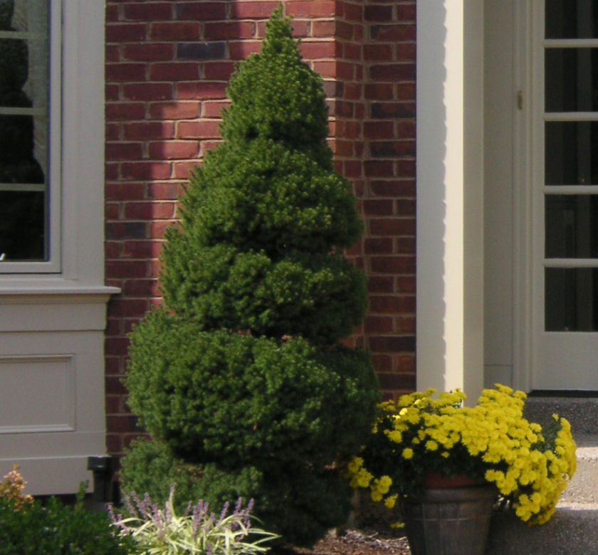 Dwarf Alberta Spruce Spiral Natorp s Online Plant Store
